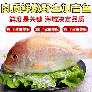 赤棕魚圖片 海量高清赤棕魚圖片大全 阿里巴巴