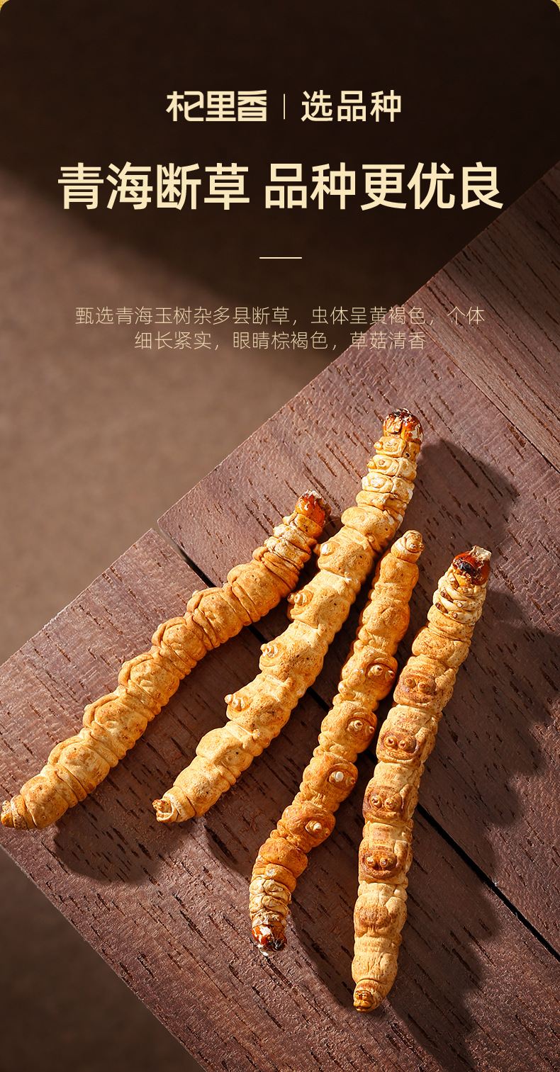 Dried Cordyceps Sinensis Broken Stems 10g Jar Qinghai Origin Whole Dried Cordyceps for Cooking quality and texture