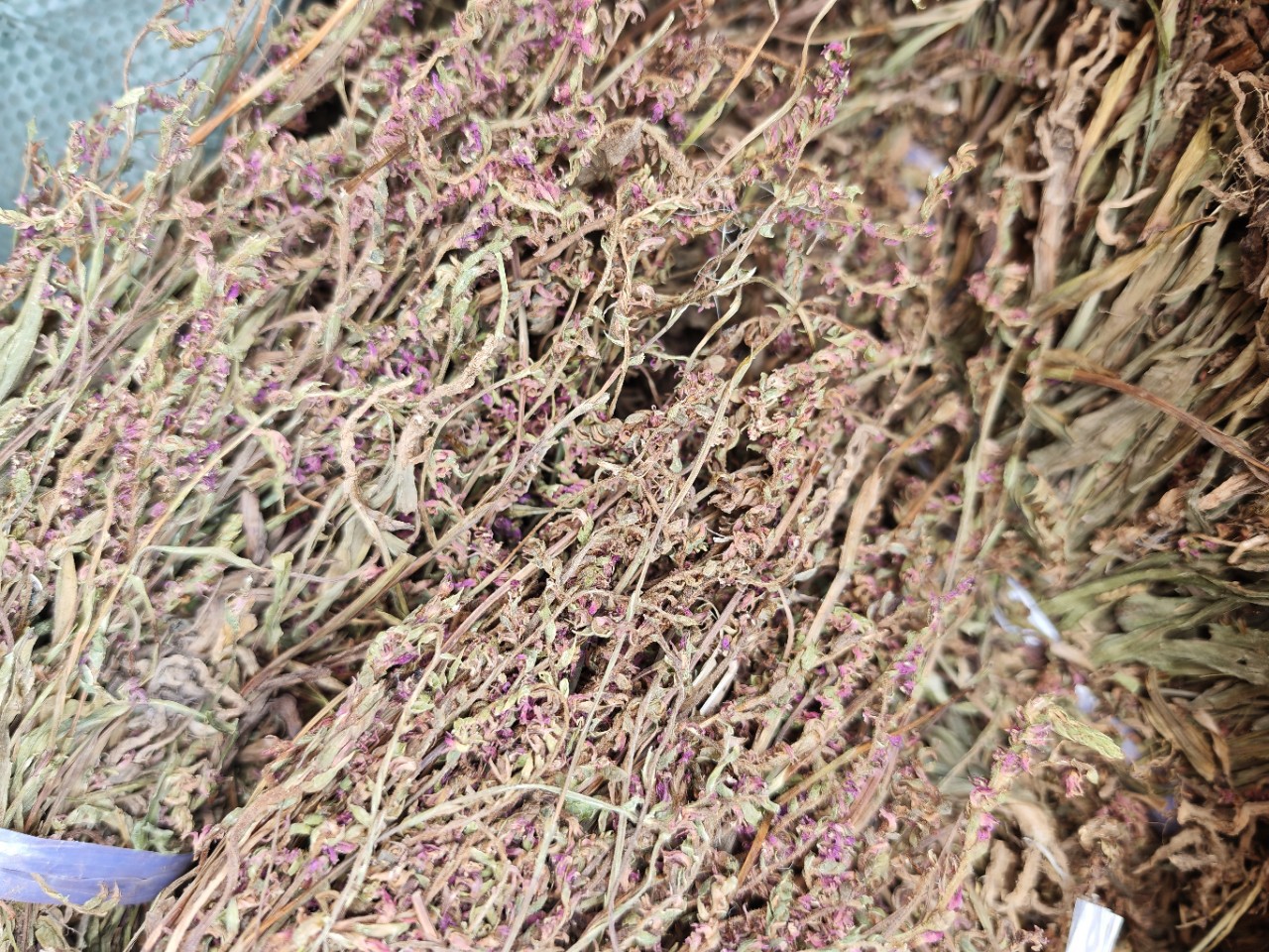 Pan Long Shen (Spiranthes sinensis) — Dried Food Herb, Rare Chinese Botanical in use