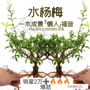 �G�~���쾰ˮ��ˮ��÷�҃ȾGֲˮ��ֲ������Ϙ�ˮꑸ�