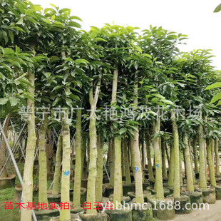 ���^��V���m���m���������ͥԺ�t���m�����m����G�������L����