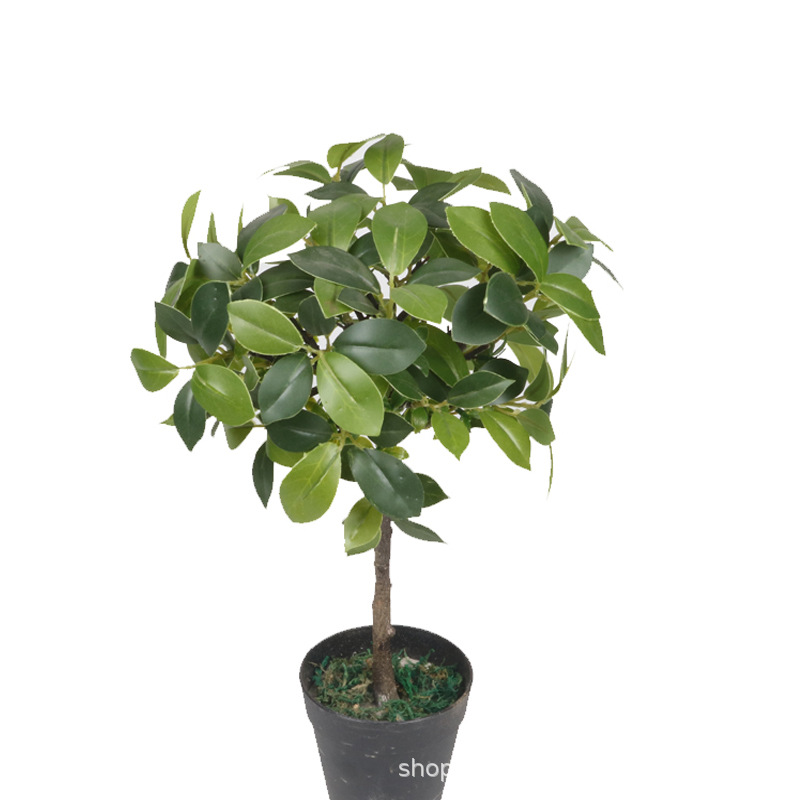 XRS-159 迷你榕叶7号盆栽166叶1.jpg