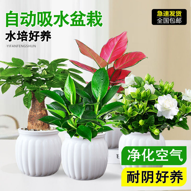 Indoor potted green plants are easy to care for, hydroponic plants are suitable for living rooms, offices, and desktops, including flowers, money trees, and pothos, which help reduce formaldehyde Indoor potted green plants are easy to care for, hydroponic plants are suitable for living rooms, offices, and desktops, including flowers, money trees, and pothos, which help reduce formaldehyde