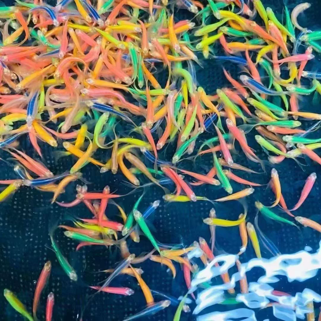 Зебровые рыбки оптом, конфеты, крылья бабочки, тропические маленькие декоративные рыбки, красные, желтые, синие, зеленые зебровые рыбки