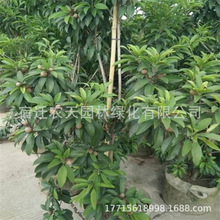 �˅������Ĺ������ļ��Y�������˅�����������ϱ����Nֲ����Y��