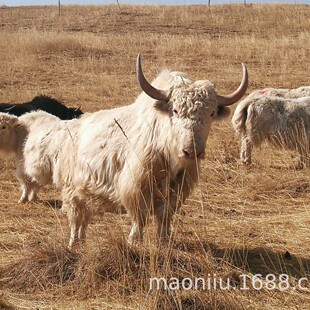 �ך�ţ ��ף�ך�ţ�r�� �ך�ţ�a�ض����Xһ�^ ���ţ�����Xһ��