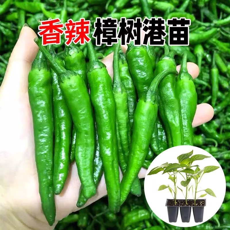 四季辣椒苗盆栽阳台樟树港辣椒秧苗湖南辣小米椒朝天椒春季蔬菜苗