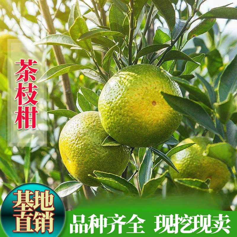 Настоящий привитый мандарин Синхуэй, ветка чая с красным мандарином, саженец мандарина, цитрусовые используются как саженец цитрусовых для сушеной кожуры мандарина Синхуэй.