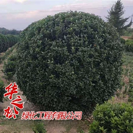 乔木;灌木;一二年生花卉