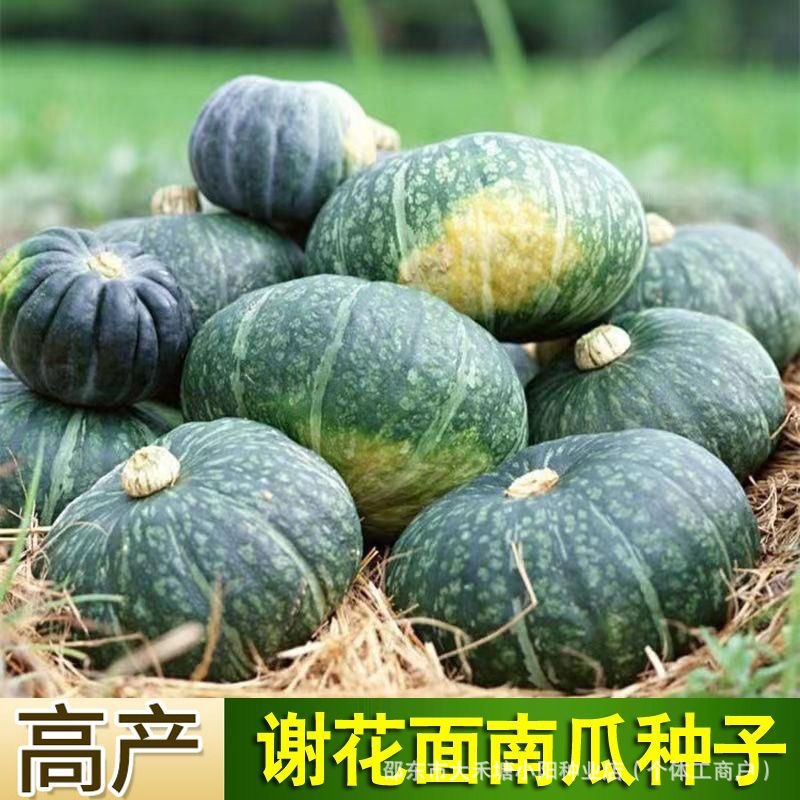 谢花面南瓜种子种籽甜蜜甘栗小南瓜农家食用高产四季蔬菜种孑