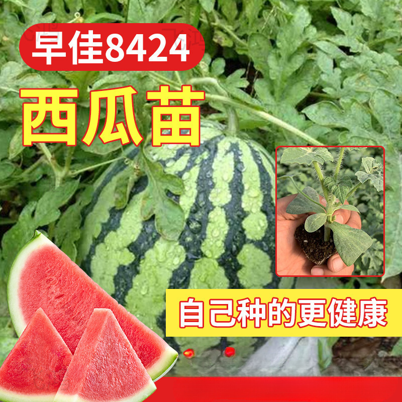 西瓜苗8424麒麟嫁接苗懒汉无籽西瓜秧四季南方阳台种植盆栽蔬菜