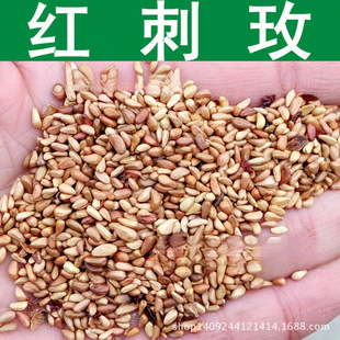 �羳�N�� ��ľ�N�� �t��õ�N�� ��õ�� �t��÷�N�� ���� 1��=1��