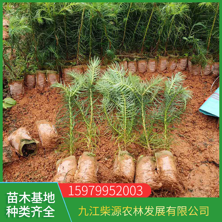 批发杉木苗 造林红心杉苗木 软叶杉木 灰叶杉木 江西杉树苗-阿里巴巴
