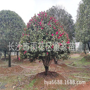 ���ϲ軨����� ֱ���1.8��-2�׵ľ��^�軨�� ��Ʒ�軨�����l