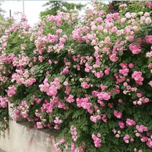 �ٱ��W���¼��Nޱ����С�����ٶ༾�_�����̨����ͥԺֲ��õ�廨