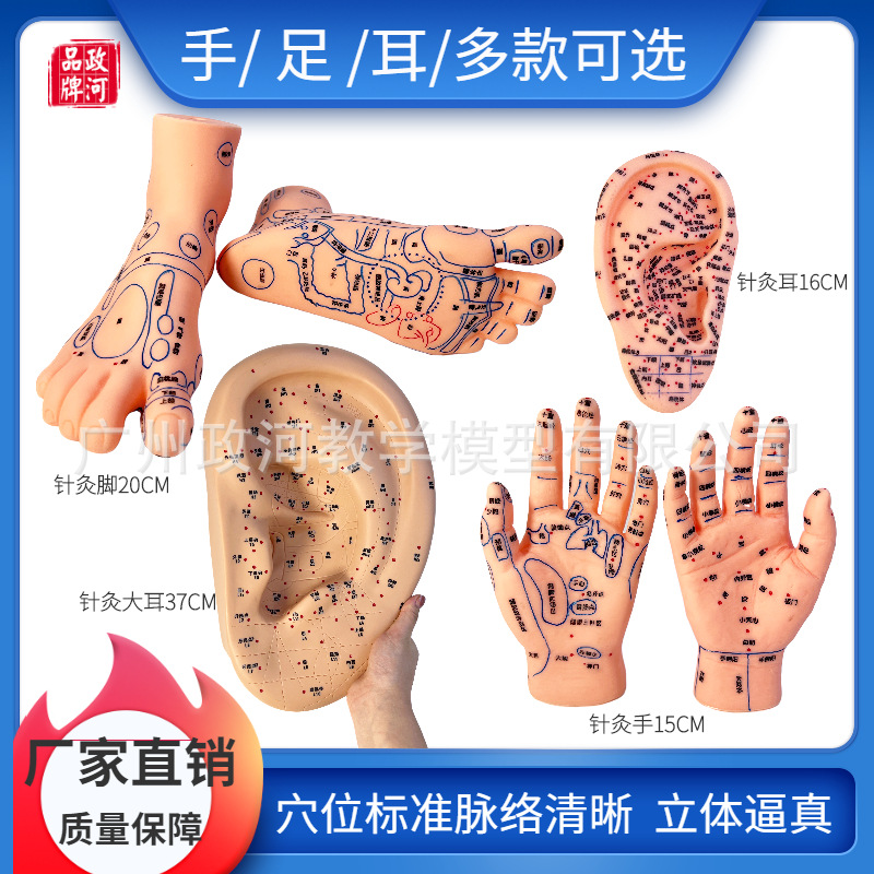 腳穴位模型足部底耳模耳朵手經絡手部推拿針灸足底腳模按摩手推拿