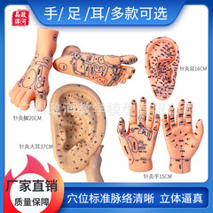 腳穴位模型足部底耳模耳朵手經絡手部推拿針灸足底腳模按摩手推拿