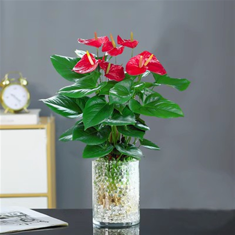 안스리움 5-8 꽃 원형 실린더 유리 + 크리스탈 머드 + 영양