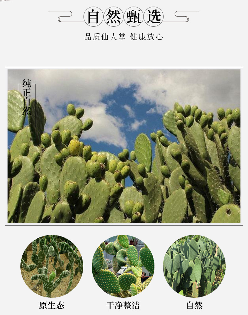 Dried Cactus Slices Xian Zhang Ba Opuntia Dillenii Peeled Culinary Herb Bulk Supply overview