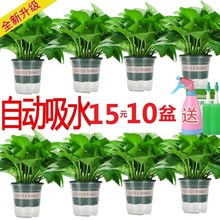 基地批发绿萝盆栽大叶长藤水培绿萝净化空气绿箩盆栽植物水