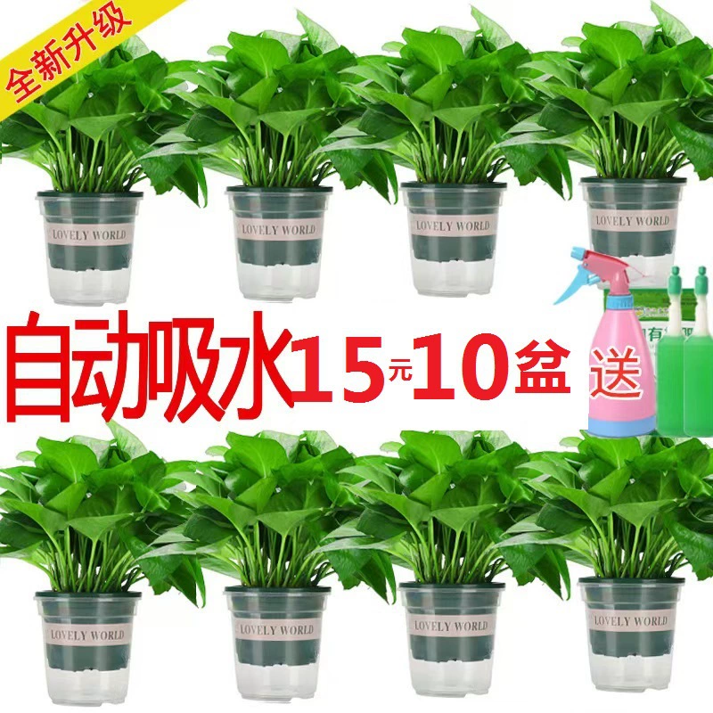 Оптовая база для горшечной зеленой редьки с большими листьями и длинными вьющимися растениями, гидропонная зеленая редька для очистки воздуха, горшечная редька с водой.