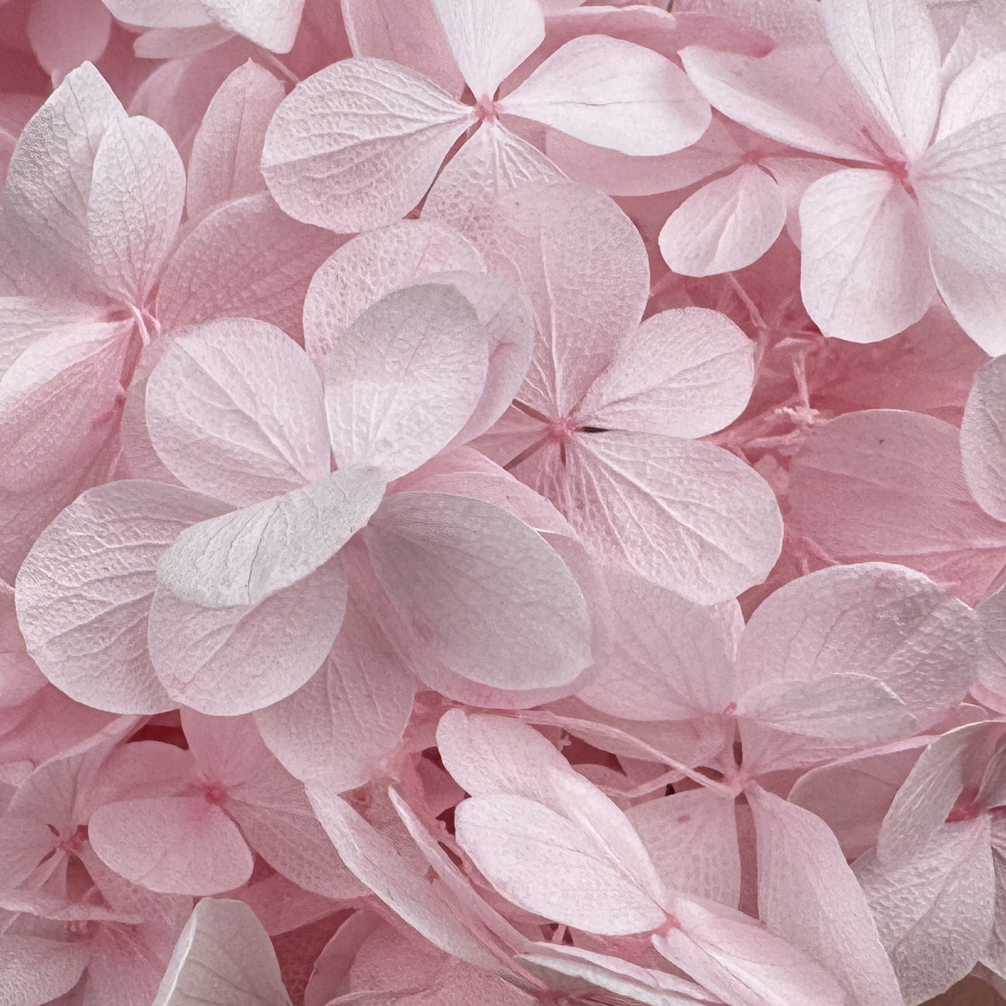 ✅ Flores secas flores eternas hortenida color gradiente material hecho a mano bolsa de calzado de boda cubierta de vidrio grupo de construcción de flores actividades