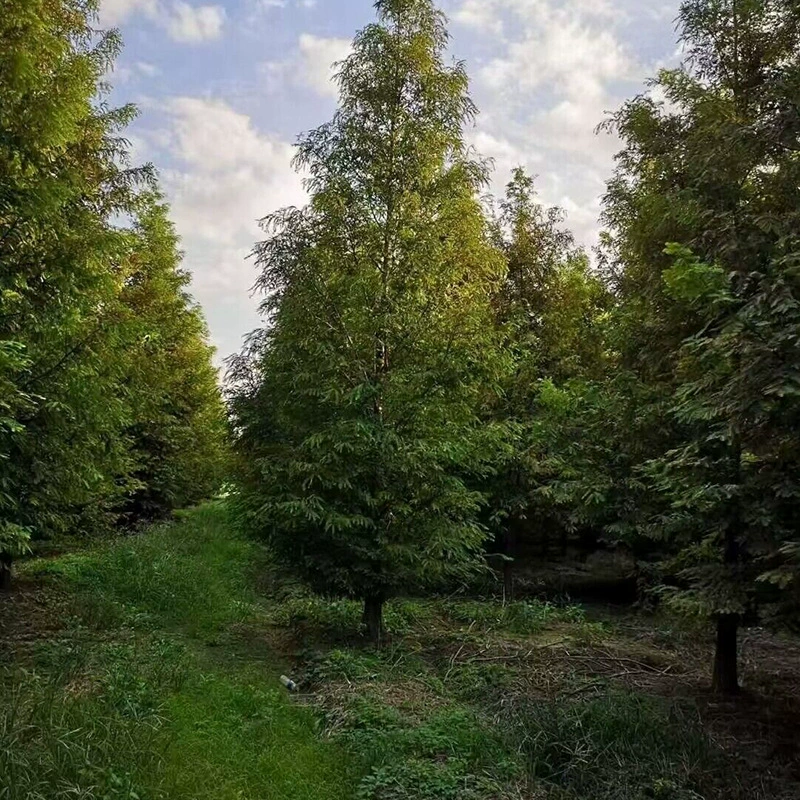 Базовые расходные материалы Рассада Metasequoia glyptostroboides Инженерные саженцы толщиной 1-30 см в наличии оптом