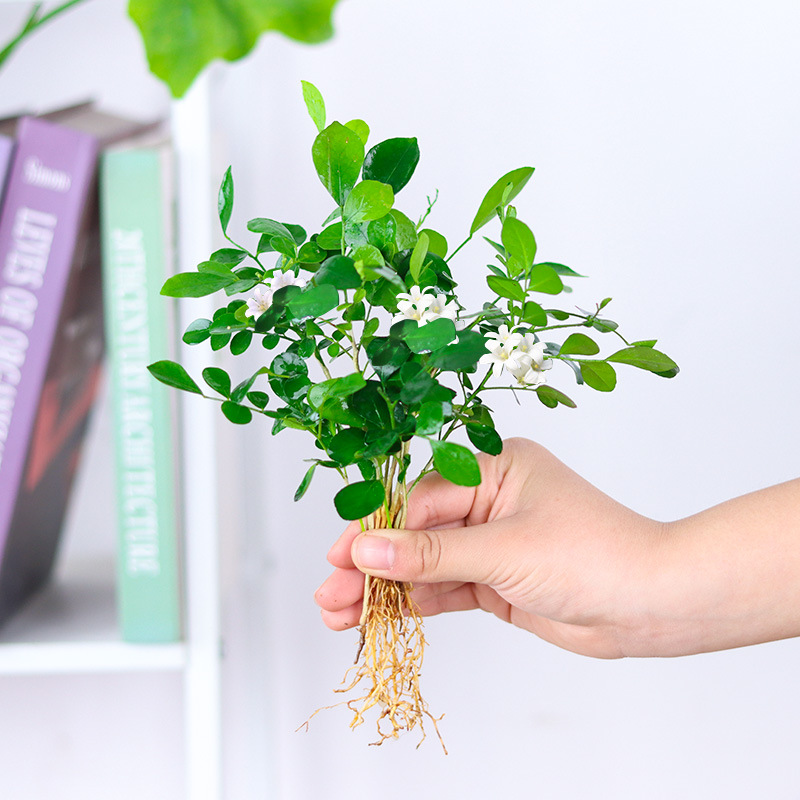 [수경재배 향] 지우리향 20그루(수경재배/토양재배) 무영양비료