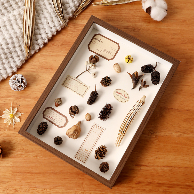 ✅ Hollow Plant Specimen Pine Cone Dried Flower Photo Frame Display Stand DIY Butterfly Preservation Shell Insect Display Fallen Leaf Art