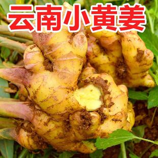 【严选】云南新鲜生姜农家老姜包邮批发老黄姜嫩姜3斤59斤贸易姜-阿里巴巴