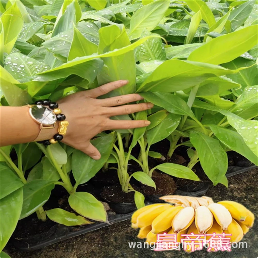 Саженцы плодовых деревьев Williams B6 саженцы бананов розовые саженцы бананов красный банан Сайгон Император бананов саженцы яблок бананов