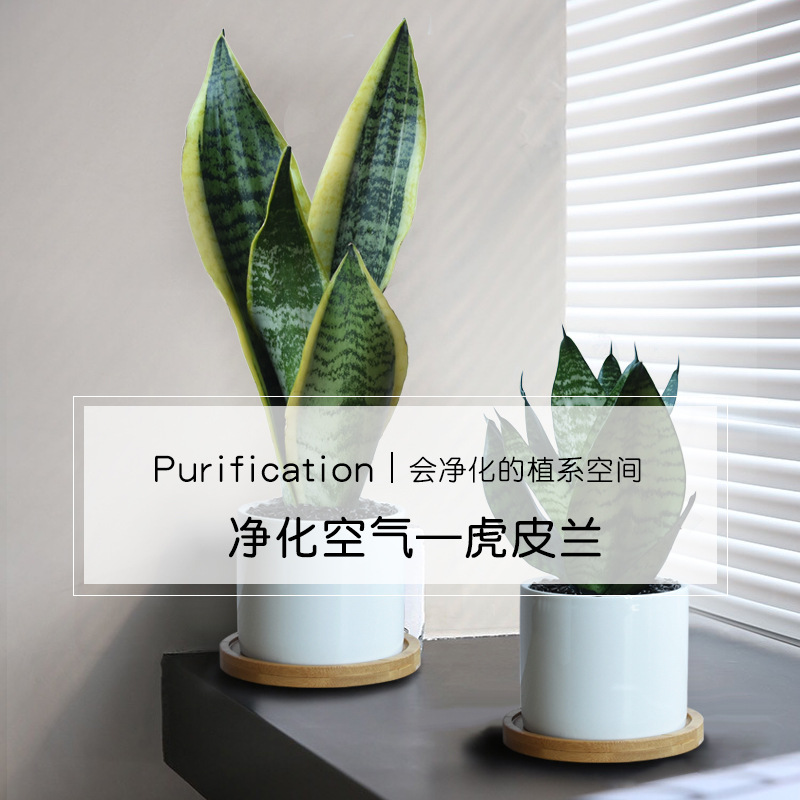 Viento nórdico jade blanco tigre orquídea purificación de aire flor absorción formaldehído planta verde de prevención de la radiación de oficina planta en maceta de sombra