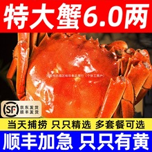 活蟹红膏螃蟹大闸蟹鲜活全母海鲜水产8-14只阳澄河蟹官方旗舰湖蟹