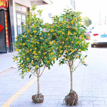 桂花树苗庭院地栽金桂丹桂原生桂树大树苗植物浓香花卉四季桂常青