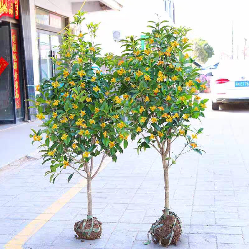 桂花树苗庭院地栽金桂丹桂原生桂树大树苗植物浓香花卉四季桂常青