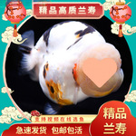 【高质】兰寿顶红金鱼淡水锦鲤观赏鱼纯种国粹泰狮小金鱼活鱼好养