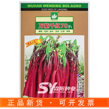 文鼎万紫千红70红菜苔种子中早熟高产耐寒红油菜小叶红棒棒苔菜心