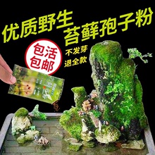 苔藓植物种子吸水石假山上水石盆景草四季鲜活青苔种籽苔藓孢子粉
