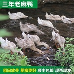 顺丰包邮正宗农家散养老鸭子土鸭水鸭麻鸭新鲜现杀整只老鸭生鲜