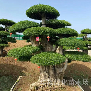 ���͌��Ӱ�Ϟ����������lͥԺ�e���G���L���������^�p�䌦����Ϟ