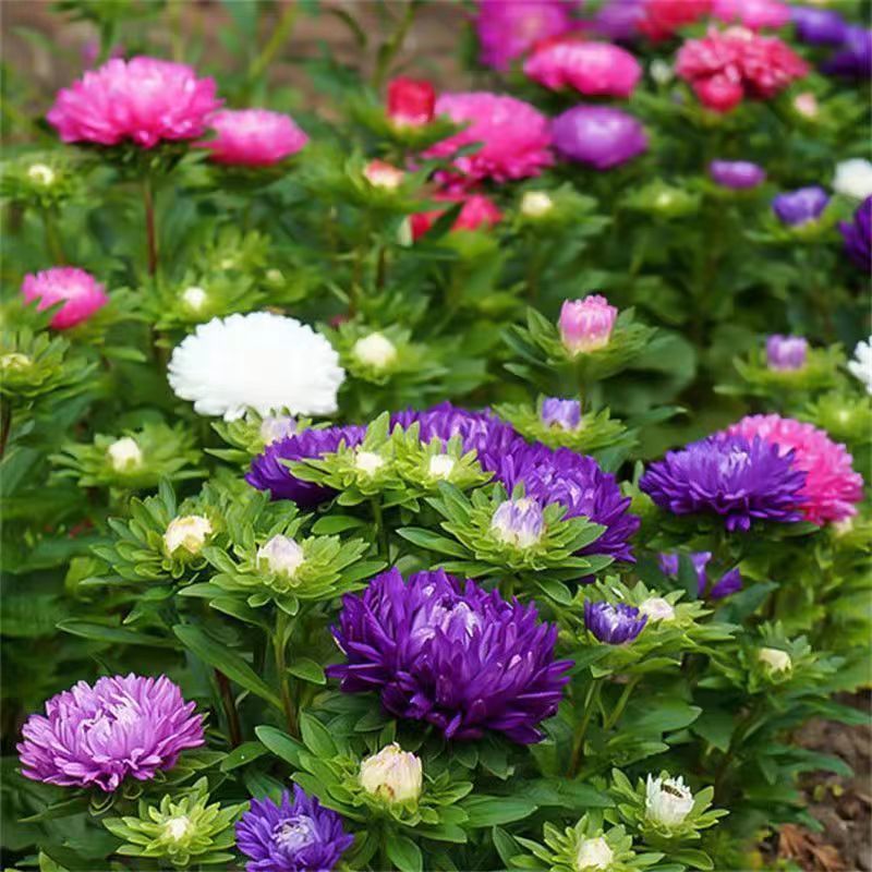 Venta al por mayor de semillas de flores y plantas eustoma malvarrosa peonía cobre dinero hierba margarita rosa sol peonía flor combinación de flores