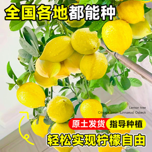 ��ˮ���ʘ����Ԏ�����ʳ���҃ȿ͏d����Gֲ�ϱ����Nֲ�ļ����B��