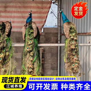 景区观赏孔雀活体 纯种蓝孔雀多少钱一只 园林观赏开屏白孔雀活体