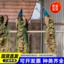纯种活体景区开屏白孔雀