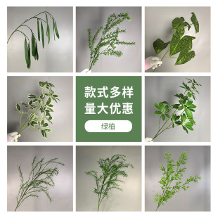 �Gɫ����ֲ��ɭϵ�����b�Ʒ�Gֲ�~�ķ���ާ�Y�b�ֲ���쾰