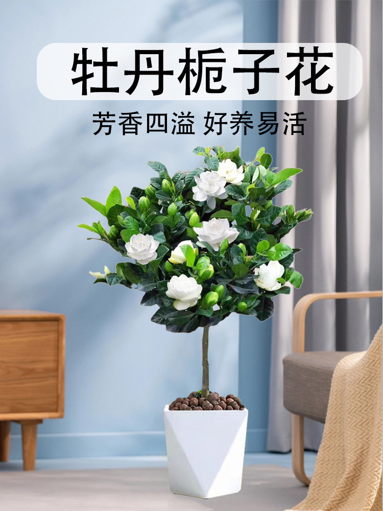 详情图