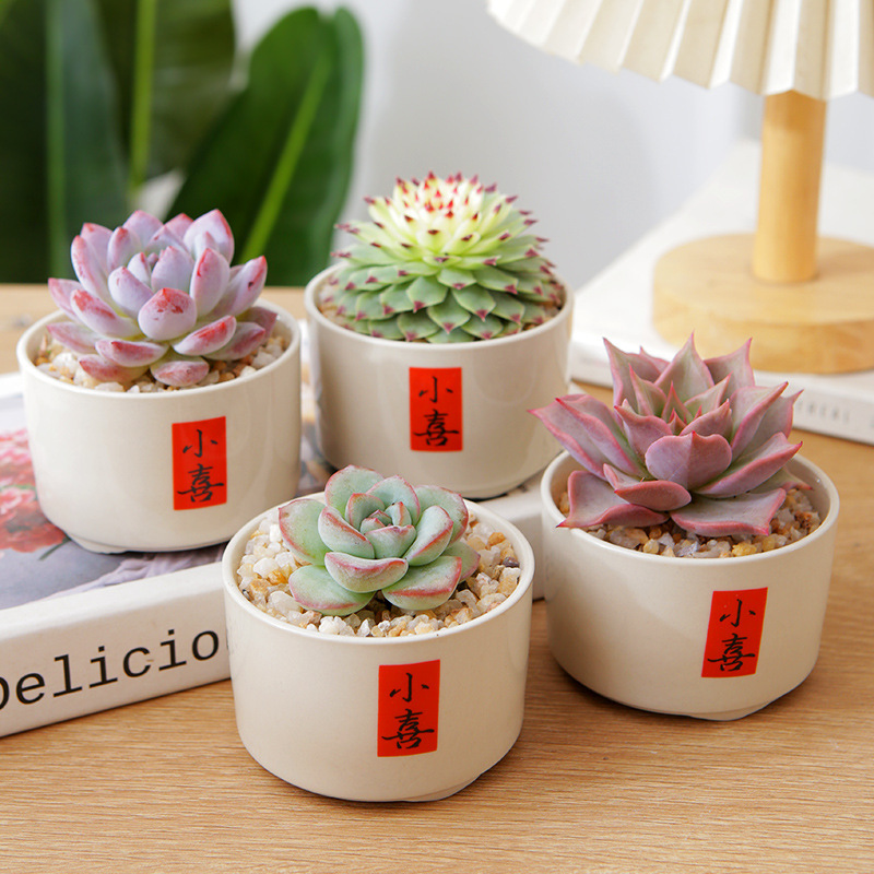 Succulent Small Potted Plants, Easy to Grow on Indoor Window Sills, Cute Plants, Office Desk Placement, Interesting Green Plants, Money Strings
