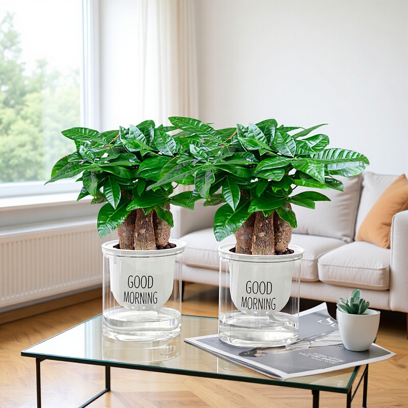 Indoor Living Room Is Good for Raising Formaldehyde-Absorbing Plants, Evergreen Office Desktop, Small Fortune Tree Potted Green Plants