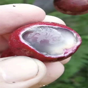 ���ۘ�����A�޽�ʯ�������o�������ļ����ۮ���Y������ͥԺ����