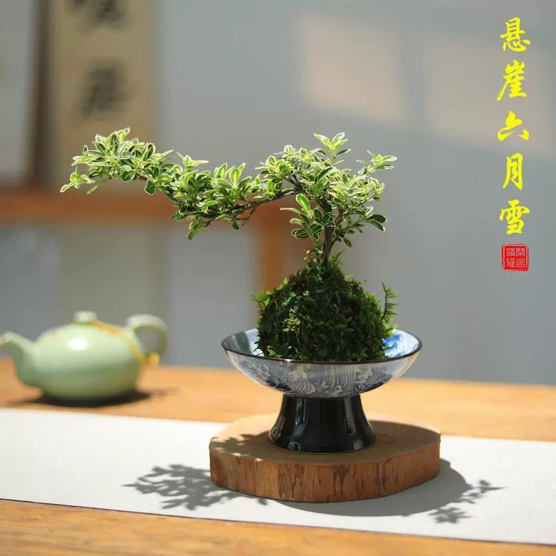 Маленький горшечный моховой шар «Клифф Джун Сноу» для дома, настольный бонсай, для кабинета, чайной комнаты, зеленое растение в стиле дзен, растение для гостиной